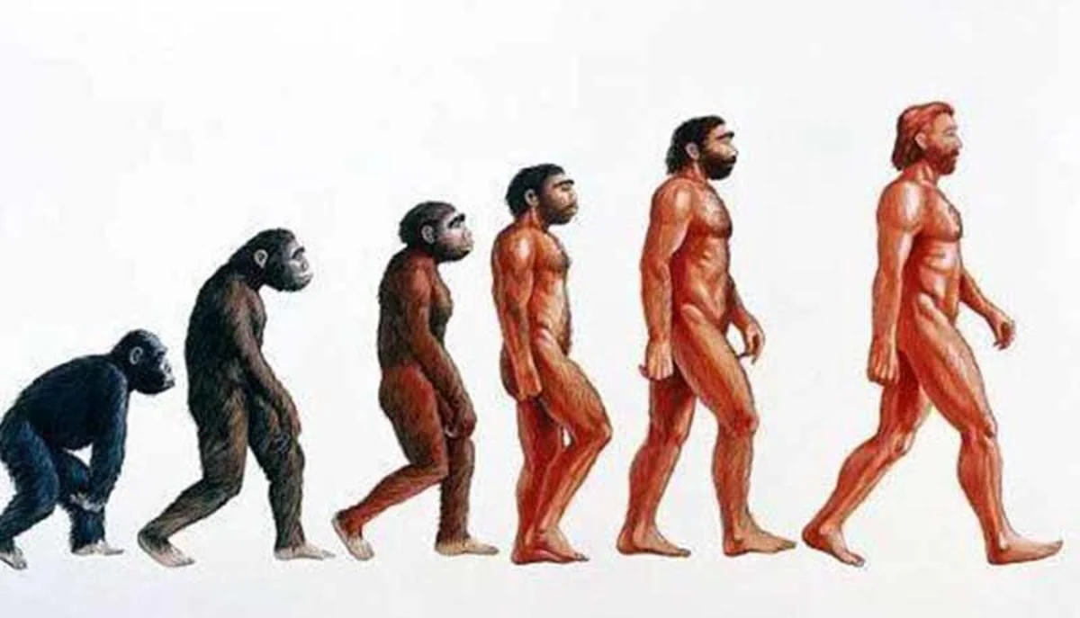 L Evoluzione Dell Uomo ScuolaMania