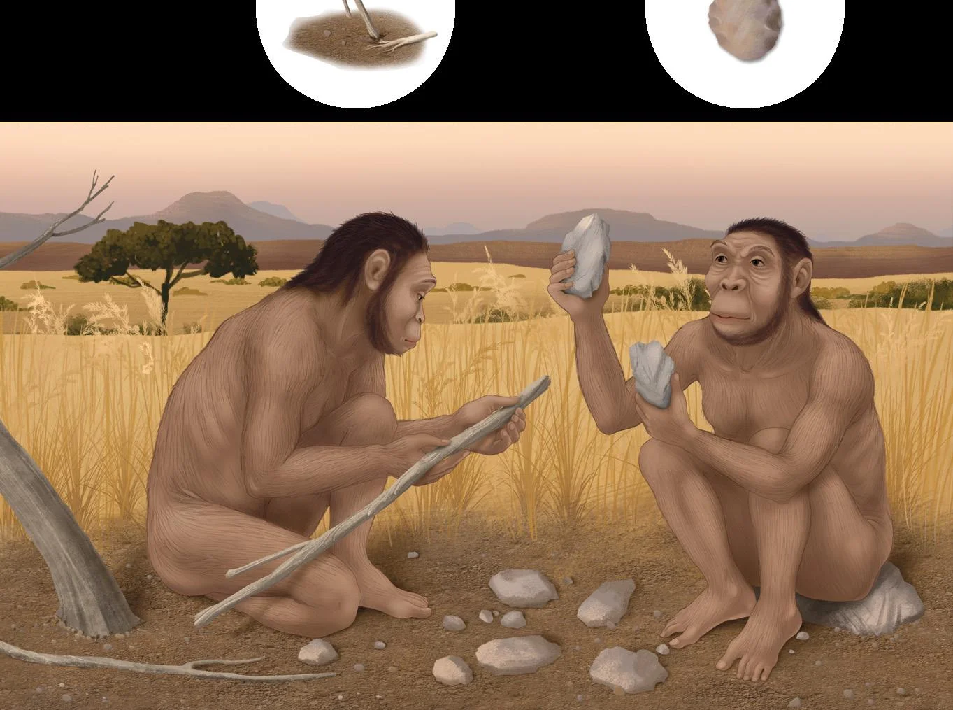 Evoluzione dell'uomo